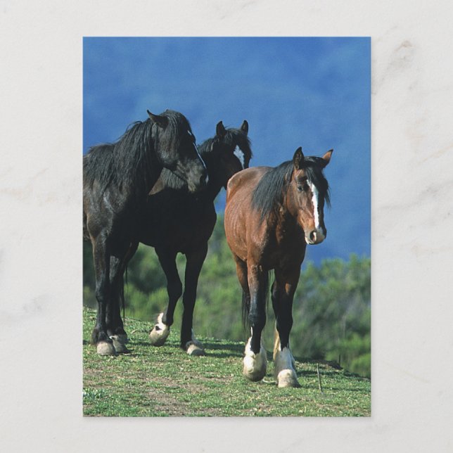 Vild Mustang Horses i bergen Vykort (Framsida)