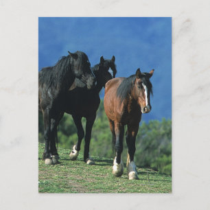 Vild Mustang Horses i bergen Vykort
