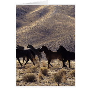 Vild Mustang Horses in Desert 1 Hälsningskort