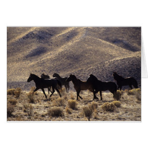 Vild Mustang Horses in Desert 1 Hälsningskort