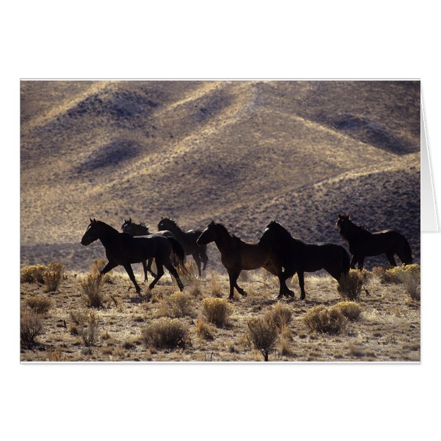 Vild Mustang Horses in Desert 1 Hälsningskort (Framsidan Horizontal)