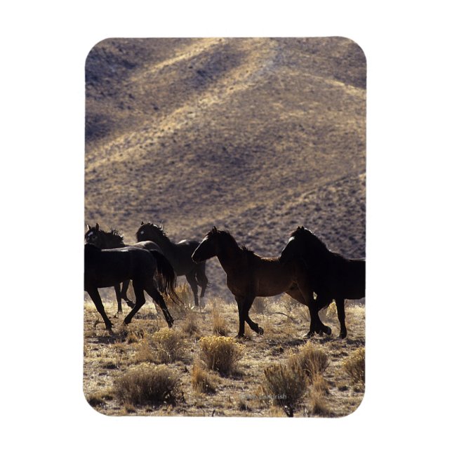 Vild Mustang Horses in Desert 1 Magnet (Vertikal)