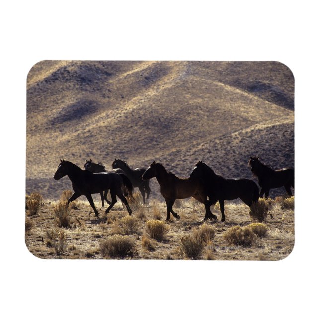 Vild Mustang Horses in Desert 1 Magnet (Horisontell)