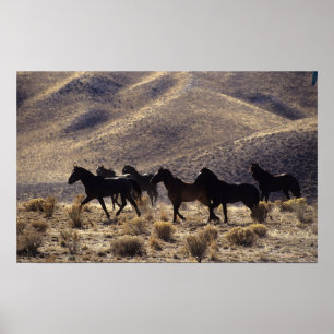 Vild Mustang Horses in Desert 1 Poster