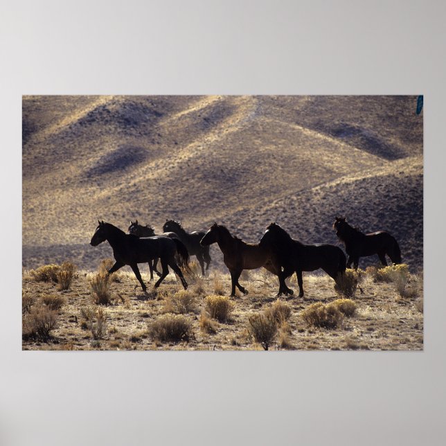 Vild Mustang Horses in Desert 1 Poster (Framsidan)