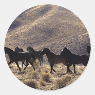 Vild Mustang Horses in Desert 1 Runt Klistermärke