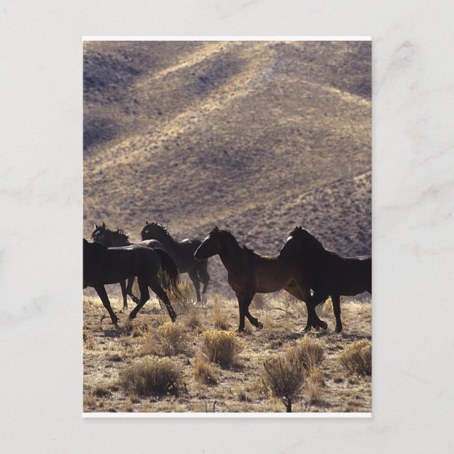 Vild Mustang Horses in Desert 1 Vykort (Framsida)