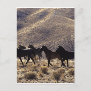 Vild Mustang Horses in Desert 1 Vykort