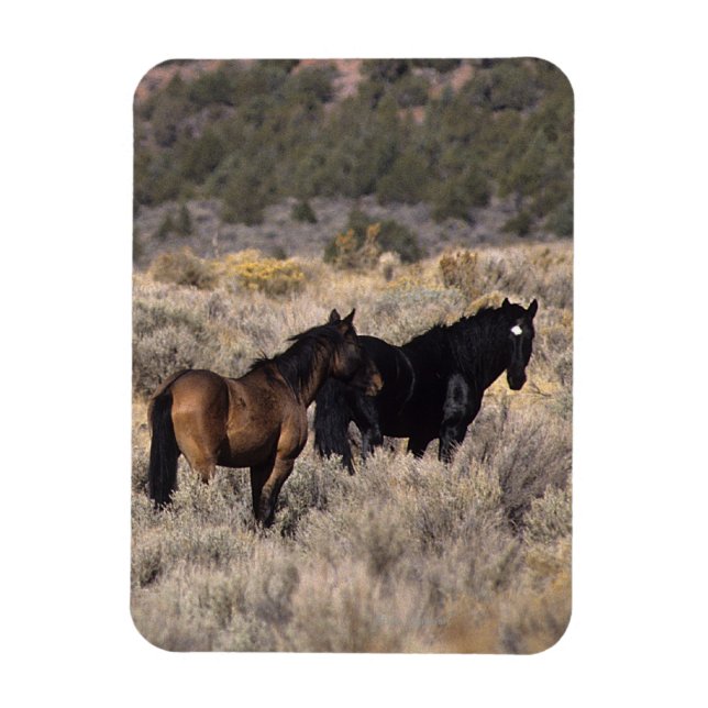 Vild Mustang Horses in Desert 2 Magnet (Vertikal)