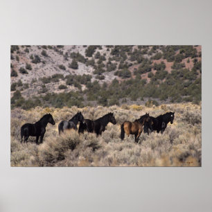 Vild Mustang Horses in Desert 2 Poster