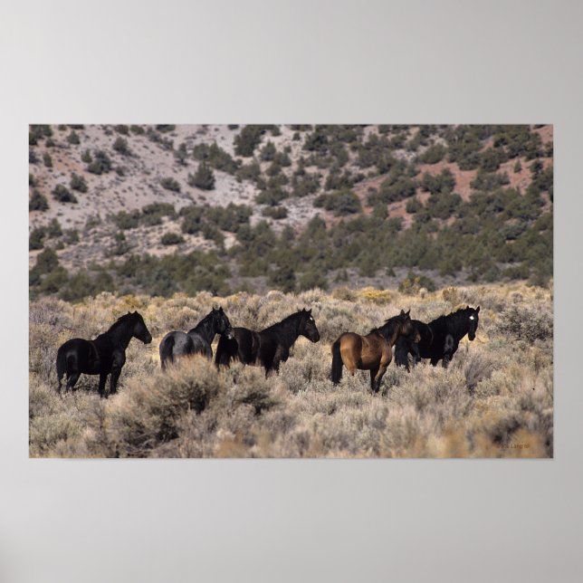 Vild Mustang Horses in Desert 2 Poster (Framsidan)