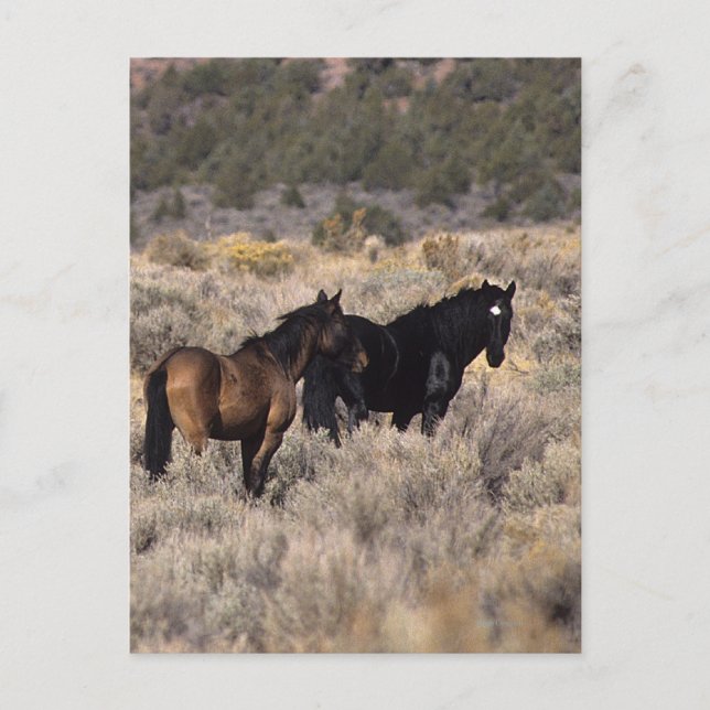 Vild Mustang Horses in Desert 2 Vykort (Framsida)