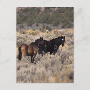 Vild Mustang Horses in Desert 2 Vykort