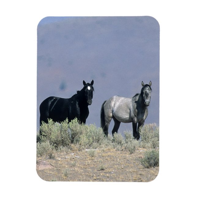 Vild Mustang Horses in Desert 3 Magnet (Vertikal)