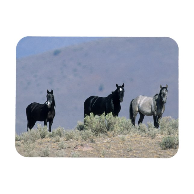 Vild Mustang Horses in Desert 3 Magnet (Horisontell)