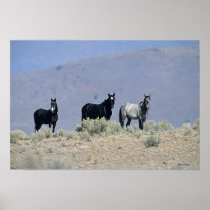 Vild Mustang Horses in Desert 3 Poster