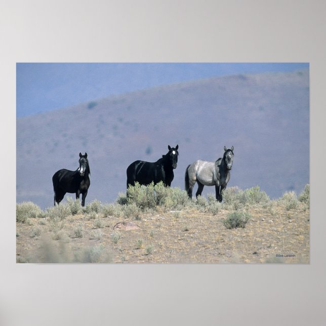 Vild Mustang Horses in Desert 3 Poster (Framsidan)