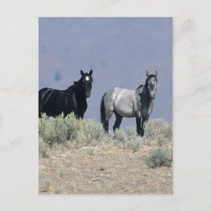 Vild Mustang Horses in Desert 3 Vykort