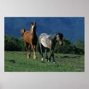 Vild Mustang Horses Poster