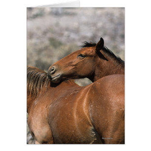 Vild Mustang Horses Touching Hälsningskort