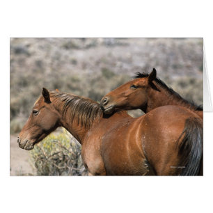 Vild Mustang Horses Touching Hälsningskort
