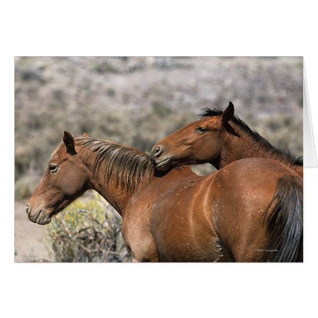 Vild Mustang Horses Touching Hälsningskort (Framsidan Horizontal)