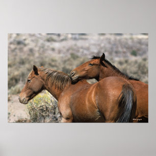 Vild Mustang Horses Touching Poster