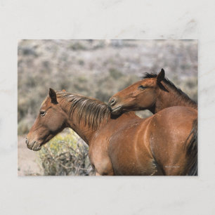 Vild Mustang Horses Touching Vykort