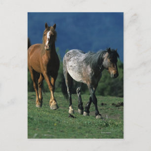 Vild Mustang Horses Vykort