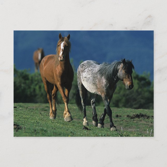 Vild Mustang Horses Vykort (Framsida)