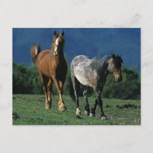 Vild Mustang Horses Vykort