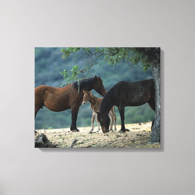 Vild Mustang Mare & Foal Canvastryck (Framsida)