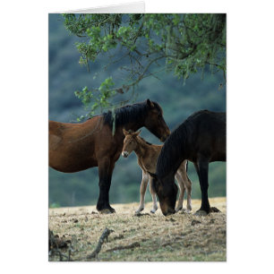 Vild Mustang Mare & Foal Hälsningskort