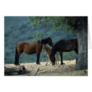 Vild Mustang Mare & Foal Hälsningskort