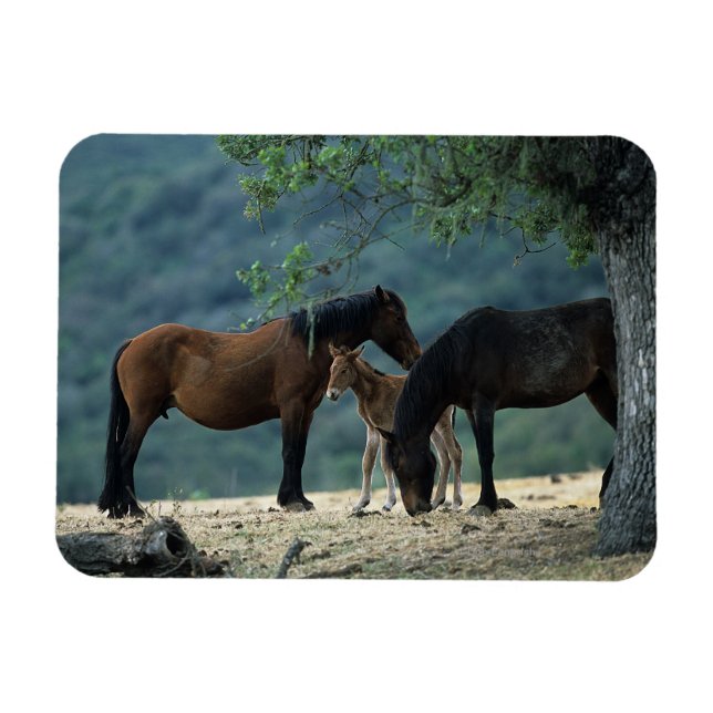 Vild Mustang Mare & Foal Magnet (Horisontell)