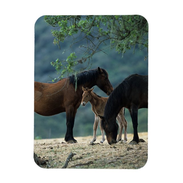 Vild Mustang Mare & Foal Magnet (Vertikal)