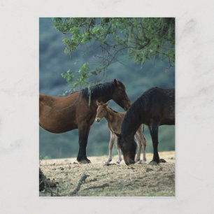 Vild Mustang Mare & Foal Vykort