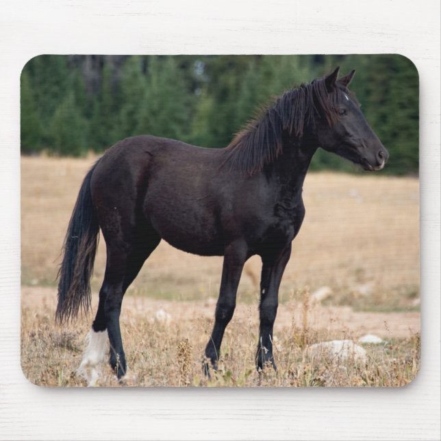 Vild Mustang Musmatta (Framsidan)