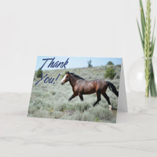 Vild Mustang Photo - tackkort