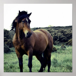 Vild Mustang Poster