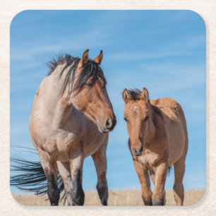 Vild Mustang Stallion och Vild Horse Foal Underlägg Papper Kvadrat