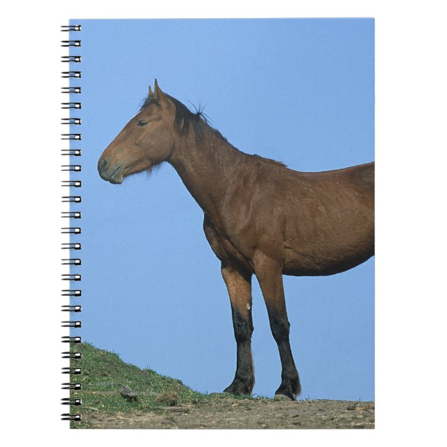 Vild Mustanghäst Anteckningsbok (Framsidan)