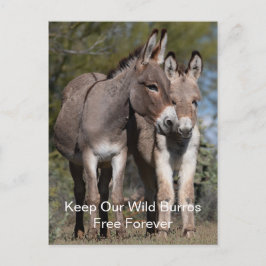 Vild Mustangs Forever Postcard Vykort