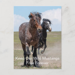 Vild Mustangs Forever Postcard Vykort
