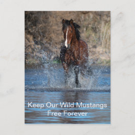 Vild Mustangs Forever Postcard Vykort