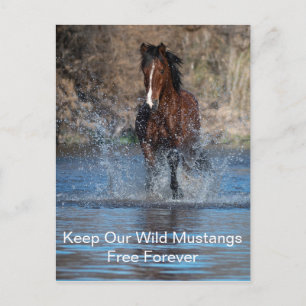 Vild Mustangs Forever Postcard Vykort