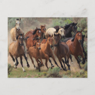 Vild Mustangs Horse Vykort