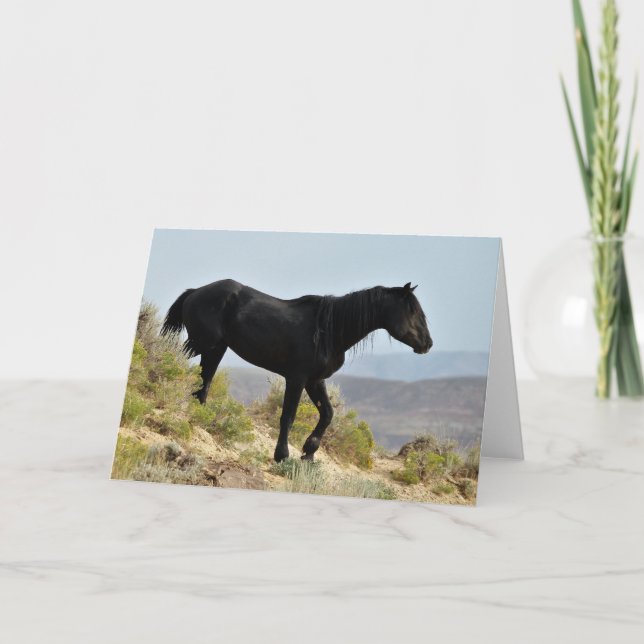 Vild Mustangs of the Väster Kort (Framsida)