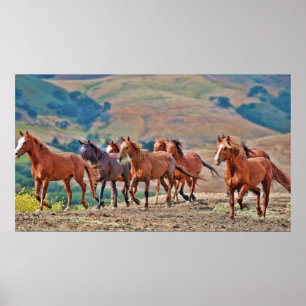 Vild Mustangs Poster