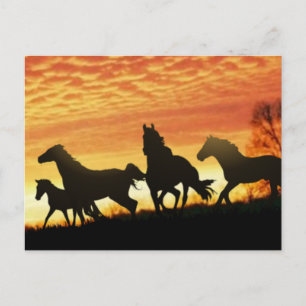 Vild Mustangs Vykort